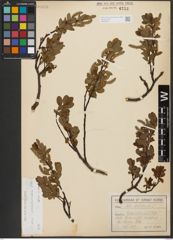 Foto von Salix waldsteiniana Willd.